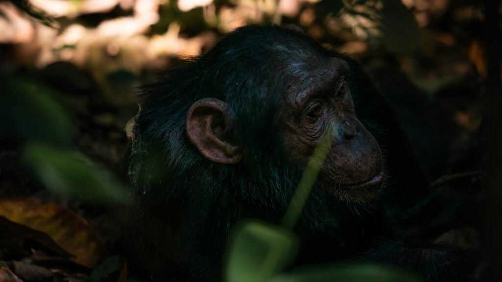Chimpanzee Trekking 