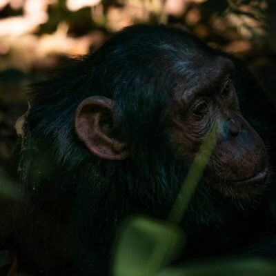 Kibale National Park