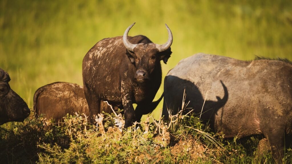 Murchison Falls National Park