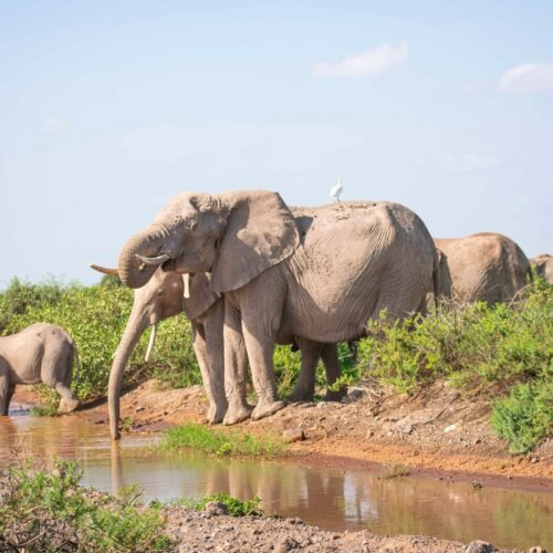 Amboseli National Park