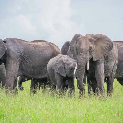 Ngorongoro Conservation Area