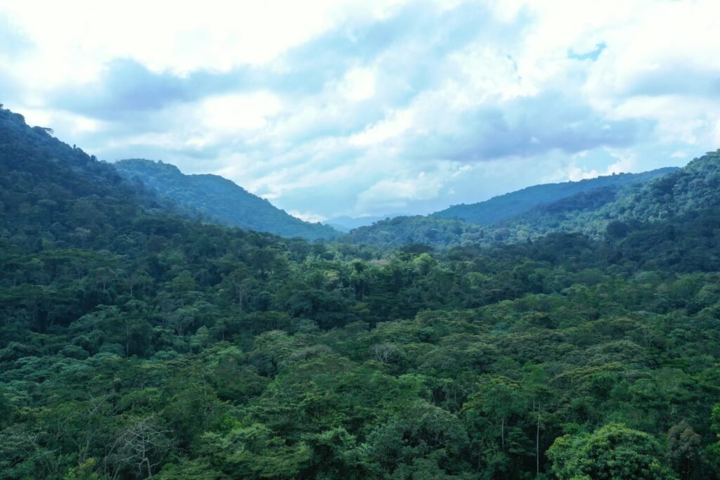 Bwindi Impenetrable National Park