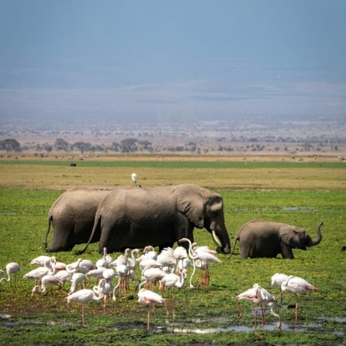 Amboseli National Park