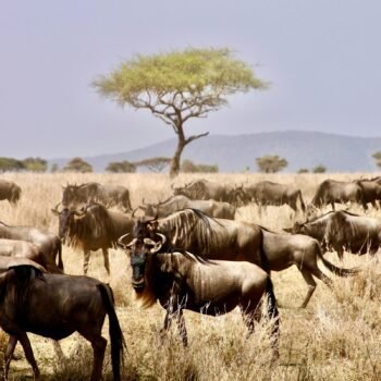 7-Day Serengeti Safari with Zanzibar Beach Holiday 7-Day Serengeti Safari with Zanzibar Beach Holiday