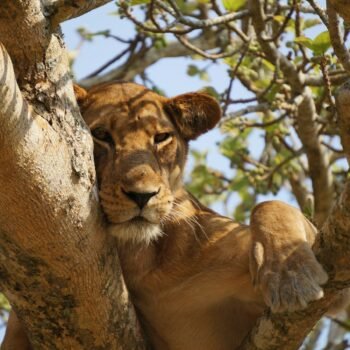 4-Day Tanzania Anniversary Safari 4-Day Tanzania Anniversary Safari