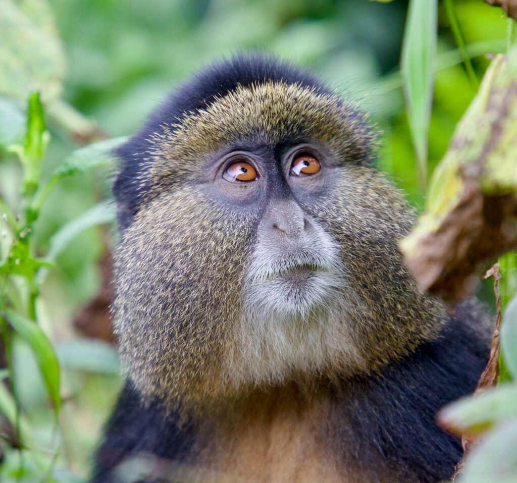 5-Day Uganda Gorillas, Chimps and Rwanda Golden Monkeys