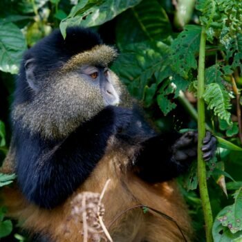 3-Day Bwindi Gorilla and Mgahinga Golden Monkeys Safari from Kigali 3-Day Bwindi Gorilla and Mgahinga Golden Monkeys Safari from Kigali