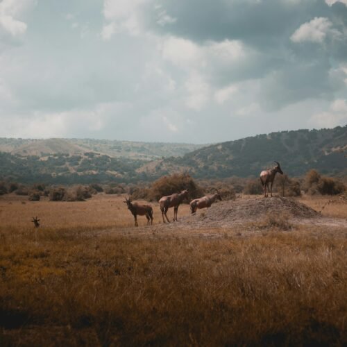 Akagera National Park