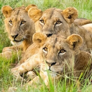 3-Day Murchison Falls Luxury Getaway 3-Day Murchison Falls Luxury Getaway