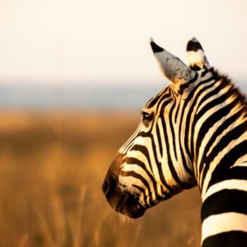 5-Day Upper Mid-Range Best of Tanzania Safari 5-Day Upper Mid-Range Best of Tanzania Safari