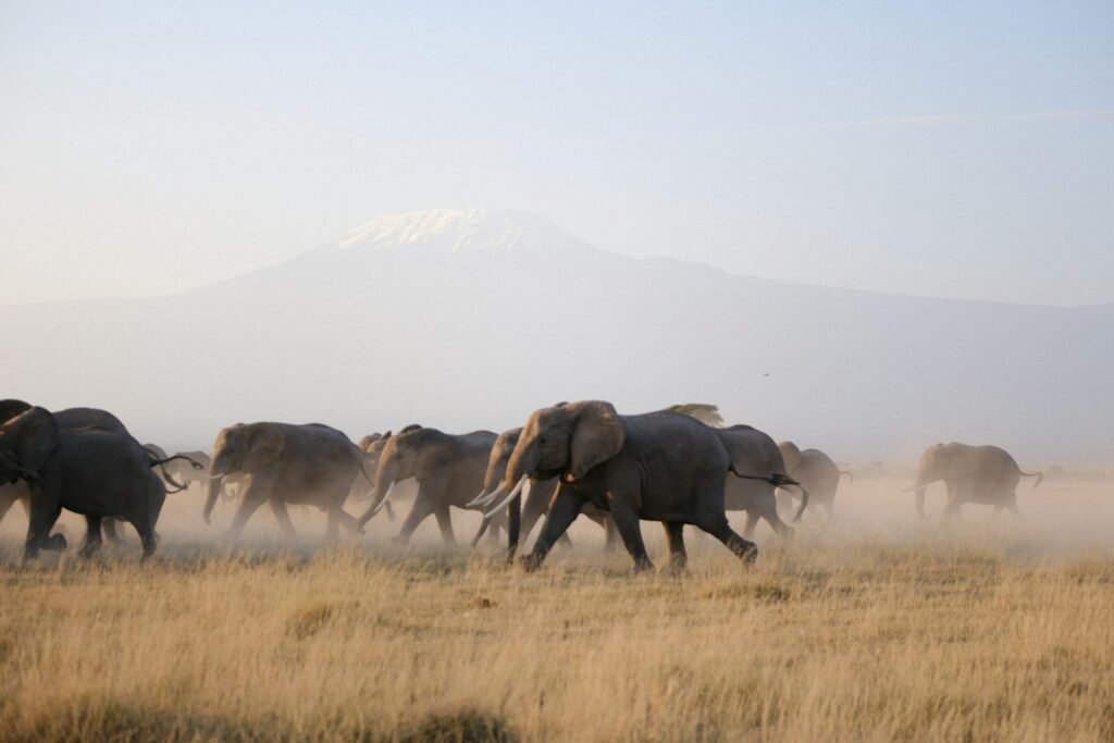 Amboseli National Park