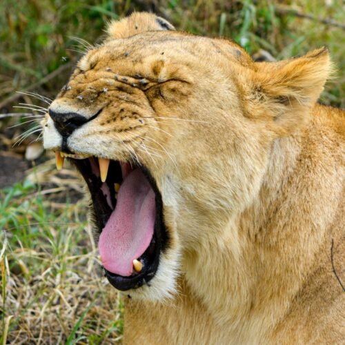 sneha-cecil-8bAPORJTpYI-unsplash