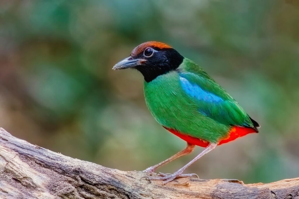 Birding in East Africa