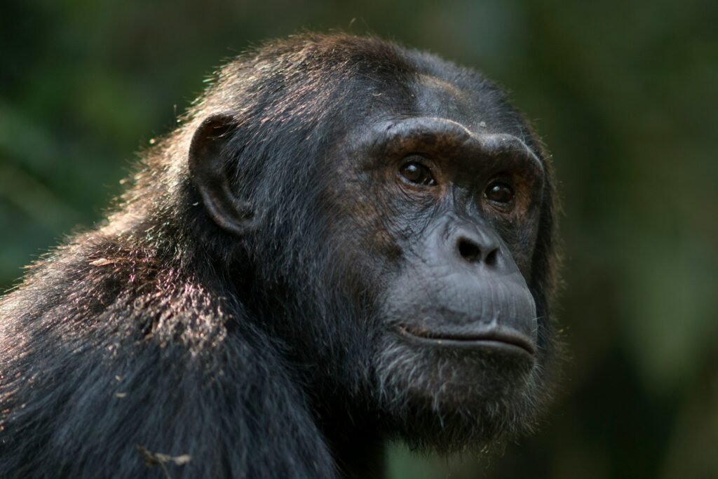 Chimpanzee Trekking 