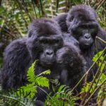 Gorilla Trekking in Mgahinga Gorilla National Park
