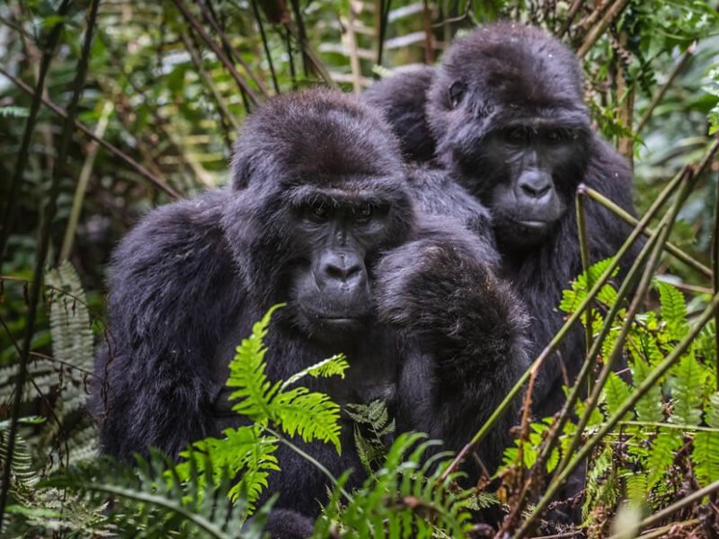 Gorilla Trekking in Mgahinga Gorilla National Park