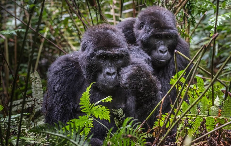Gorilla Trekking in Uganda
