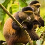 Golden Monkey Trekking & Primate Watching