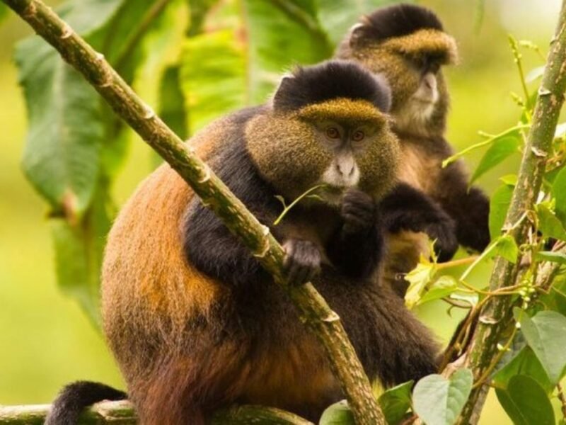 Golden Monkey Trekking & Primate Watching