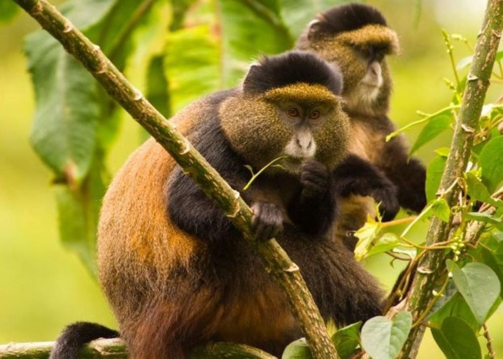 Golden Monkey Trekking & Primate Watching