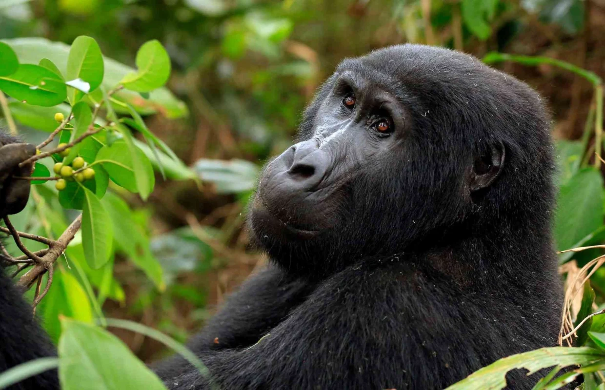 rwanda-vs-uganda-gorilla-trekking-comparison