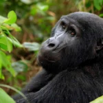 rwanda-vs-uganda-gorilla-trekking-comparison