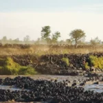 why-kenya-is-africas-top-destination-for-the-great-migration