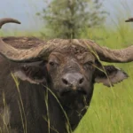 buffalo-safari-experiences-in-uganda