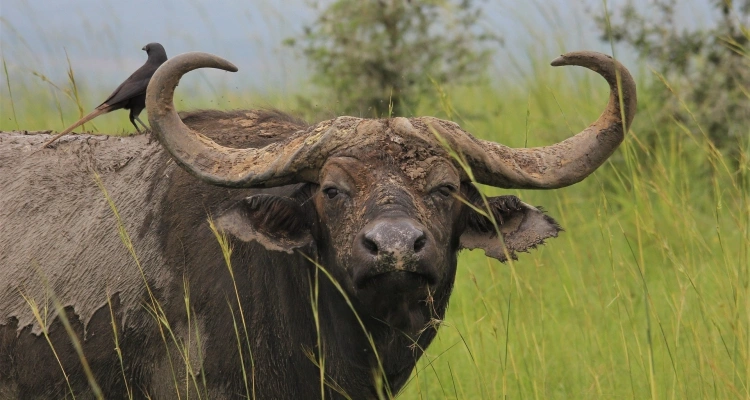 buffalo-safari-experiences-in-uganda