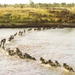 best-safari-circuits-in-east-africa