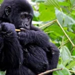 luxury-gorilla-trekking-safaris-in-uganda