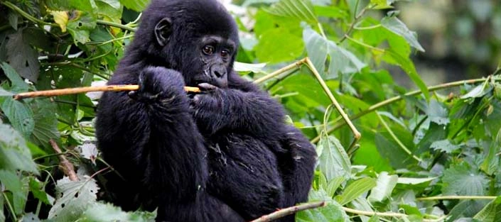 luxury-gorilla-trekking-safaris-in-uganda