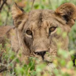 best-kenya-big-five-safaris