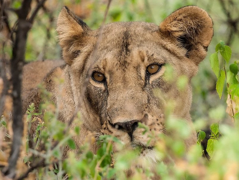 best-kenya-big-five-safaris