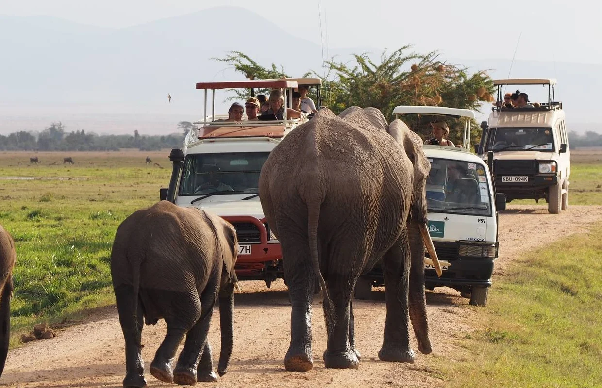 why-game-drives-are-exciting-in-uganda