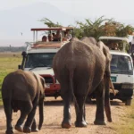 why-game-drives-are-exciting-in-uganda