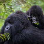 gorilla-and-chimpanzee-combo-safaris