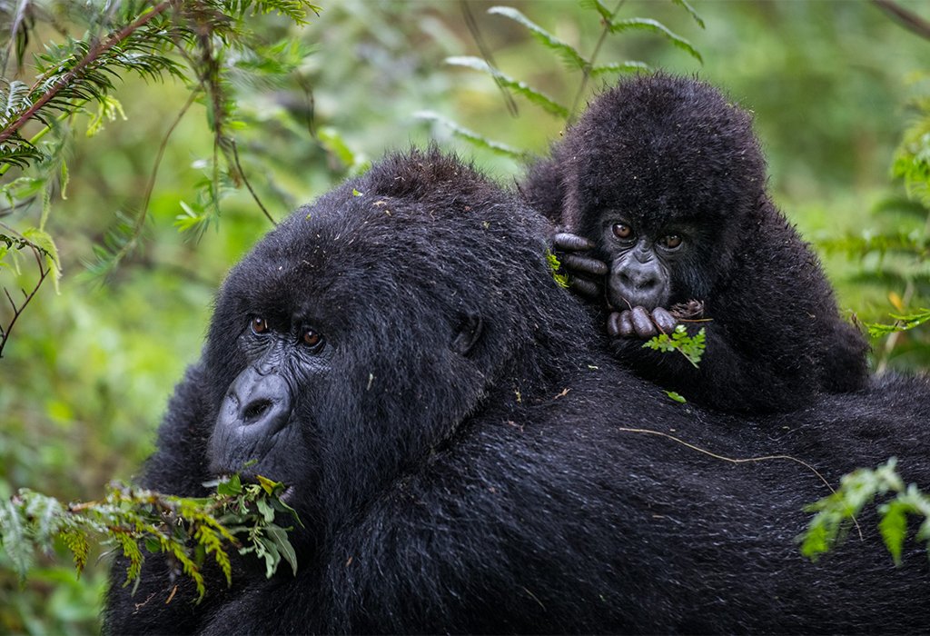 gorilla-and-chimpanzee-combo-safaris