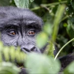 fly-in-gorilla-safaris-in-uganda