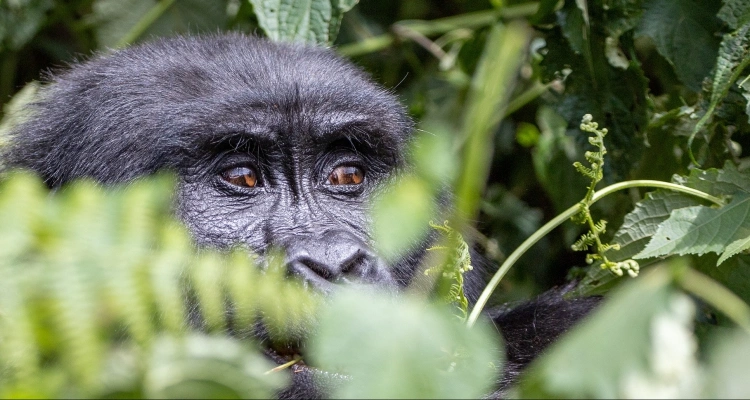 fly-in-gorilla-safaris-in-uganda