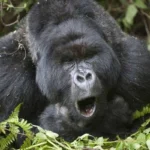 rwanda-wildlife-conservation-projects