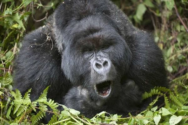 rwanda-wildlife-conservation-projects