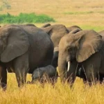 why-uganda-is-perfect-for-big-five-safaris