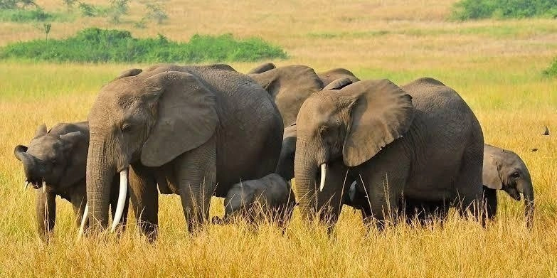 why-uganda-is-perfect-for-big-five-safaris