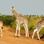 what-can-i-see-on-uganda-tour