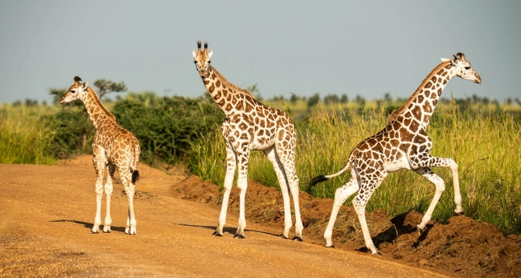 what-can-i-see-on-uganda-tour
