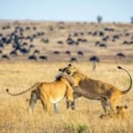 rwanda-wildlife-safari-experiences