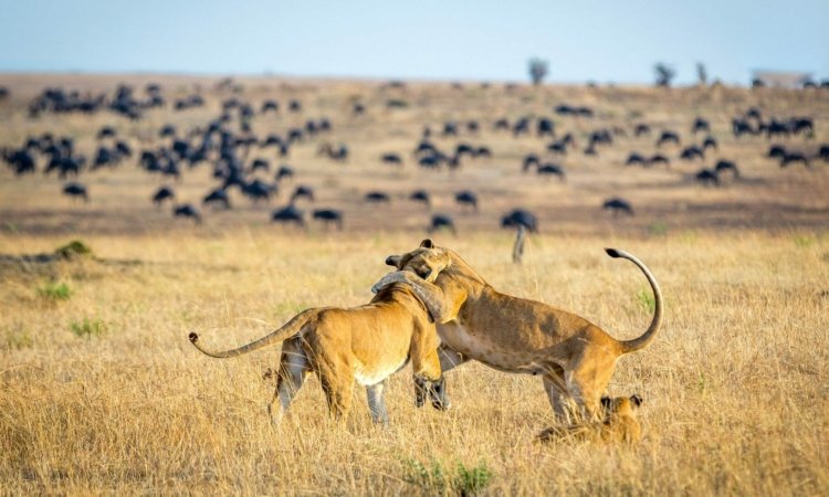 rwanda-wildlife-safari-experiences