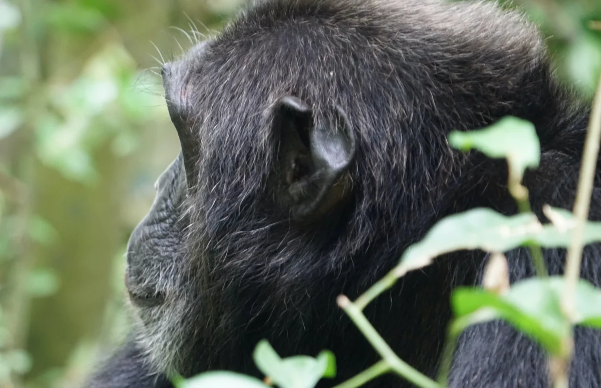 why-primates-fascinate-wildlife-tourists