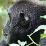 why-primates-fascinate-wildlife-tourists